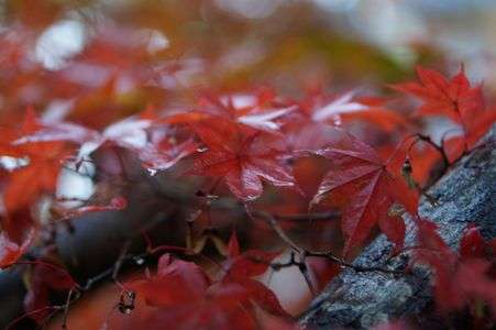 紅葉風景