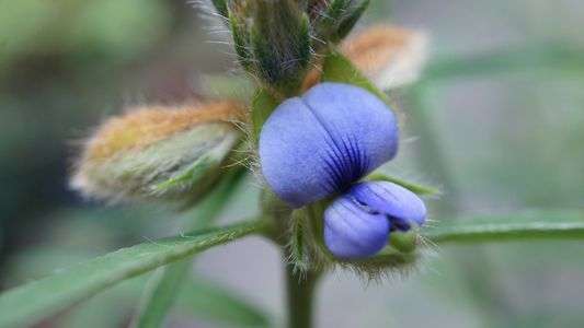 タヌキのしっぽ