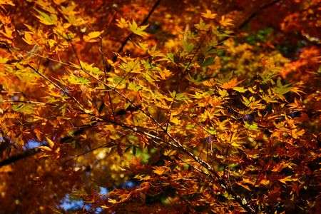 岩屋堂の紅葉　⑤