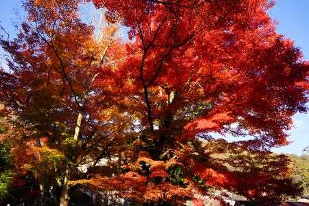 岩屋堂の紅葉　⑧