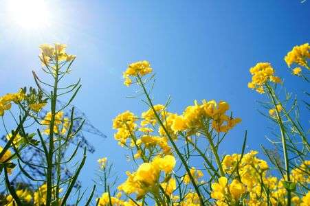 太陽に向かって