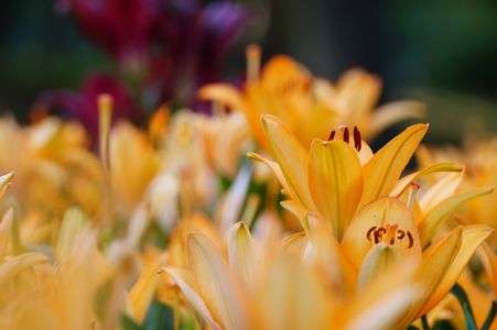 名古屋市のユリ