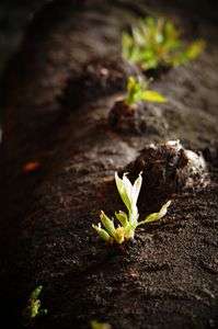 はるのおとずれ