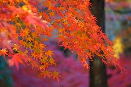 乙女心と秋のもみじ