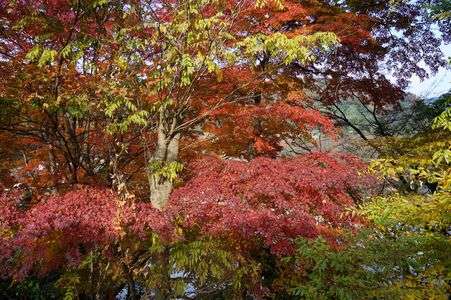 紅葉狩り