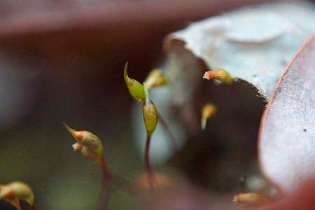 落ち葉のテント