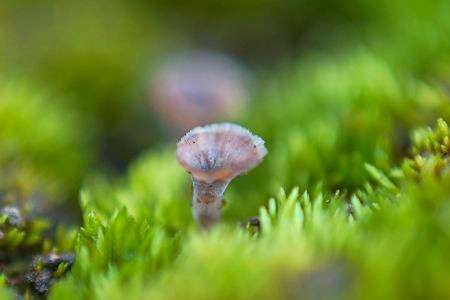 コケ群の小さなキノコ