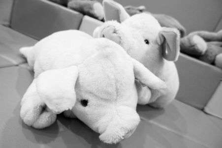 子豚さん　-　Steiff 