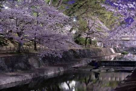 夙川夜桜（西宮市）