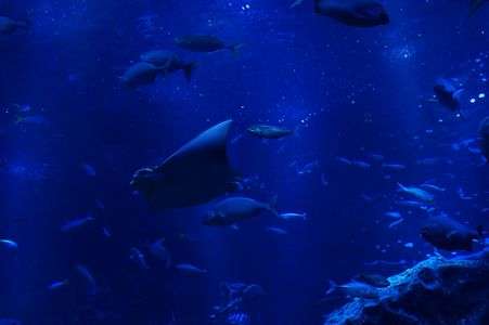 ソラマチの水族館