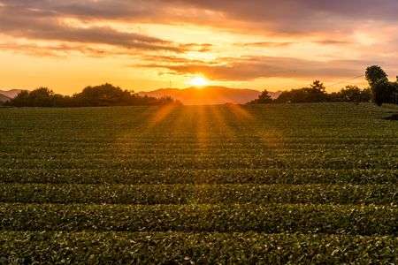 茶畑に沈む