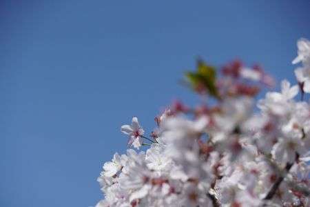 花見日和