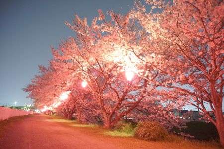 夜桜2014
