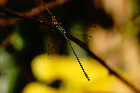 再びオオアオイトトンボ