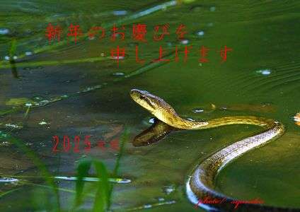 ご挨拶！今年の干支は私・・巳年、しかし、今年はいい年ですよ！