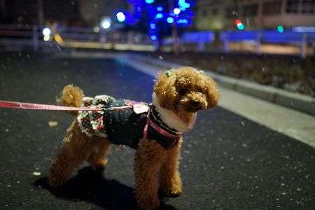 雪が降ってきたね。
