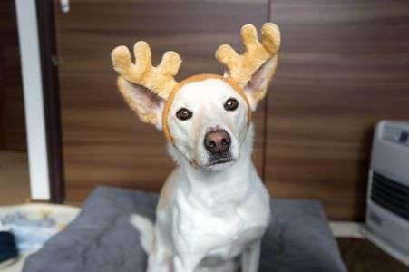 メリークリスマス