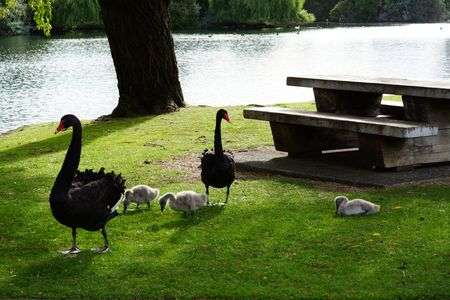 家族でピクニック