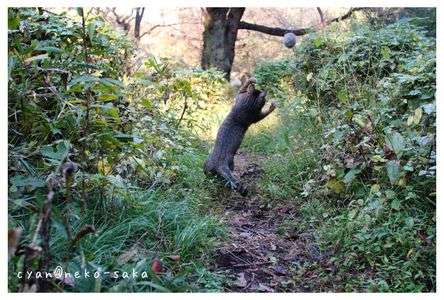 ひゃっほーっ！