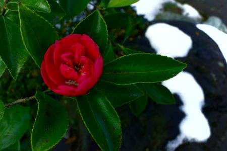 山茶花