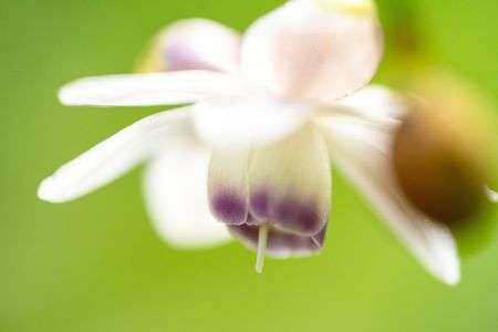 レンゲショウマ(蓮華升麻)　2025