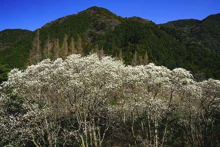 ハクモクレンが満開です。