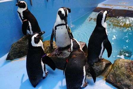 『ねぇ、解散はやめようや』