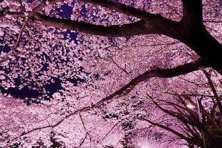 夜桜の花びらたち