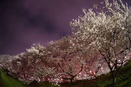 権現堂の夜桜