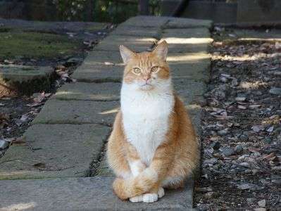 私のお庭にようこそ