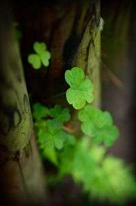 足元のクローバー