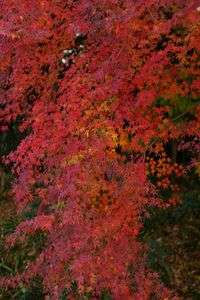 クリスマスの紅葉