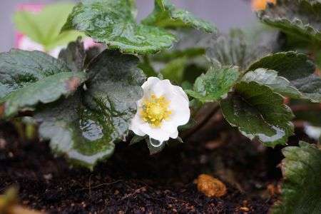 我が家の花壇たち