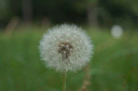 どこかの綿毛たんぽぽ