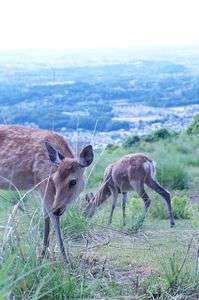 鹿・鹿・鹿♪
