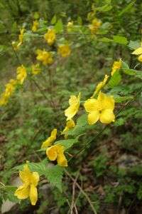 渓流の花（３）