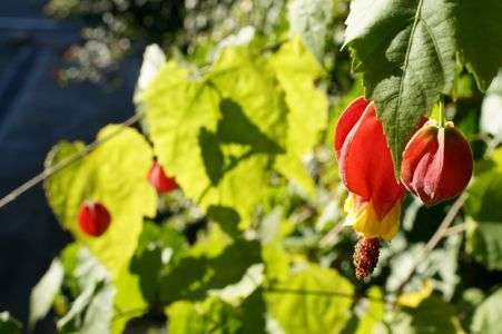 ウキツリボクの花