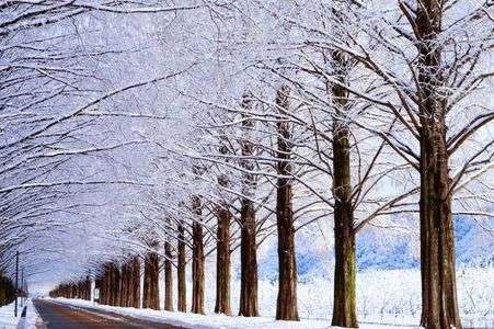 雪のメタセコイヤ並木