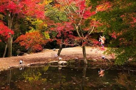 もみじたくさん！