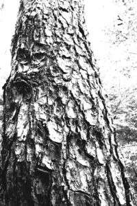 武蔵野　－残照ー