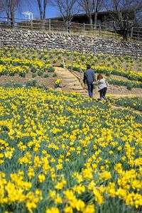 信州国際音楽村　すいせん祭り