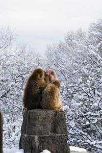 長野市 茶臼山動物園