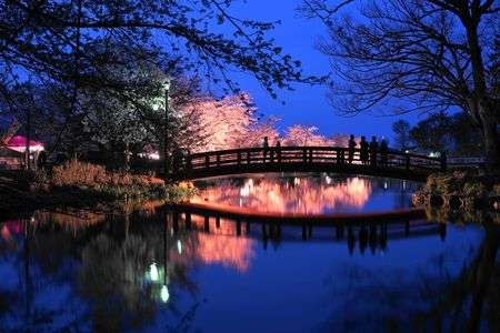臥竜公園の桜ライトアップ