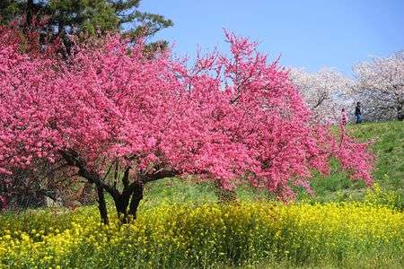 サクラとハナモモと菜の花と～千曲川ふれあい公園