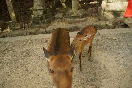 白なので・・・・