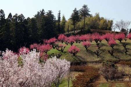 桃の花が満開