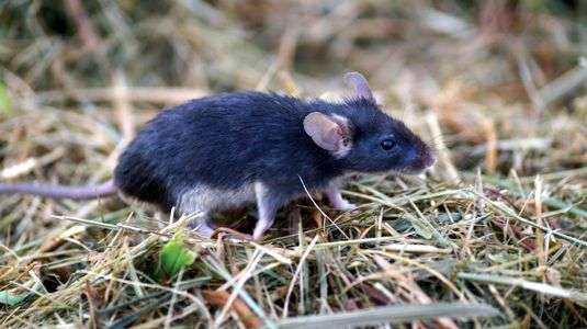 雨上がりのねずみ