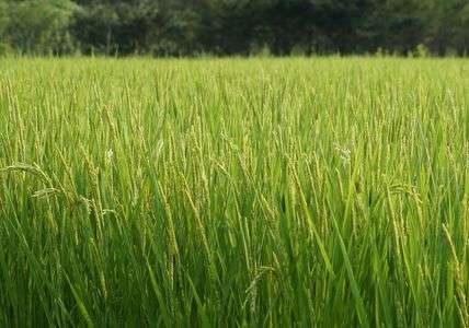 日光で見た稲穂