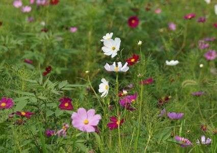 日光のコスモス