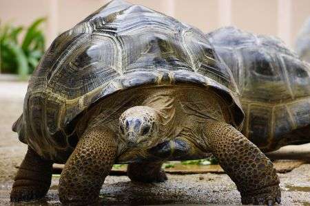 決めてくれたカメ